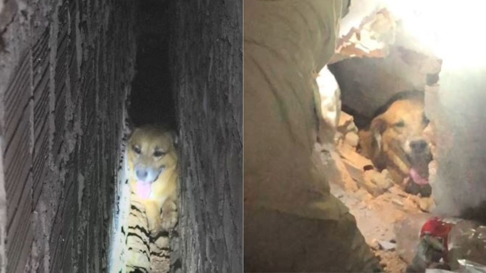 Cachorro é resgatado após ficar preso entre duas paredes em Coroatá