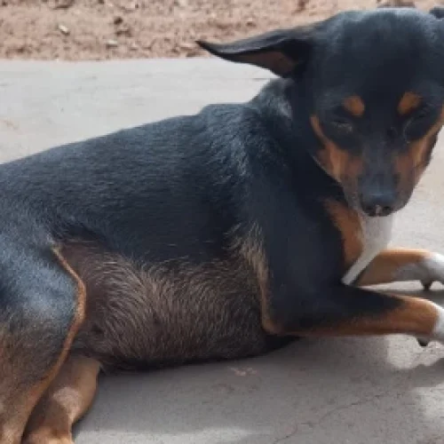 Cadela é atropelada e morta em frente de casa no interior do Maranhão