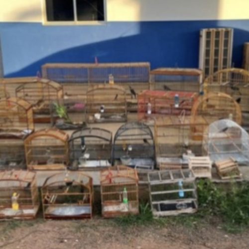 Fiscalização ambiental retira 32 aves de cativeiro irregular no Maranhão