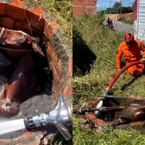 Cavalo é salvo por bombeiros após cair em fossa em bairro de Chapadinha