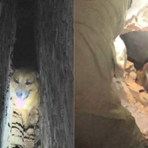Cachorro é resgatado após ficar preso entre duas paredes em Coroatá