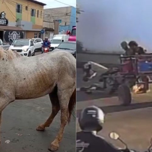 Cavalo não resiste após atropelamento e caso gera revolta em Imperatriz