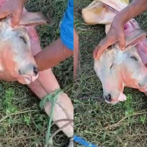Nascimento raro de bezerro com duas cabeças impressiona moradores em Apicum-Açu