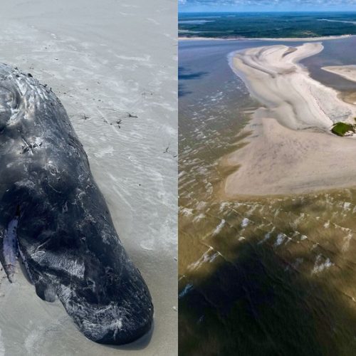 Filhote de baleia cachalote é encontrado sem vida em faixa litorânea de Carutapera