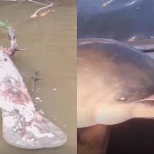 Pescadores Denunciam Morte de Boto e Peixe-Boi Presos em Redes em Icatu