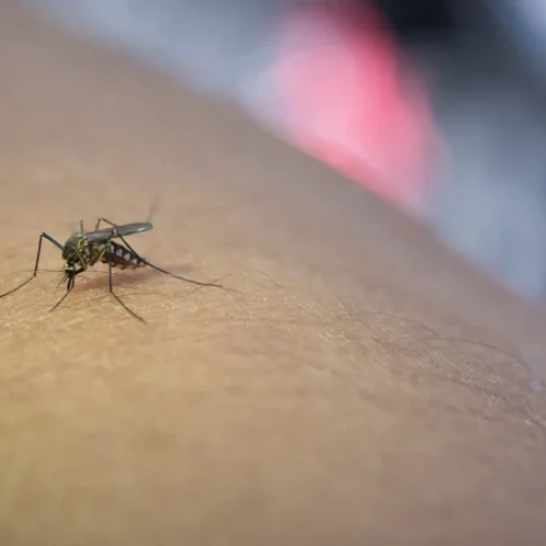 Teresina confirma mais uma morte por dengue e número de vítimas no Piauí sobe para cinco