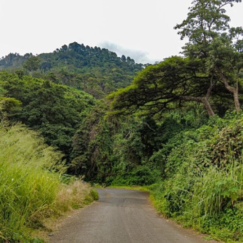 Road between Tropical Forest Vegetation and Trees Zomba Plateau Malawi